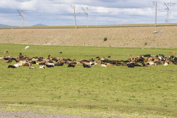 Wall Mural - Herd of cows on the field in Georgia during the daytime