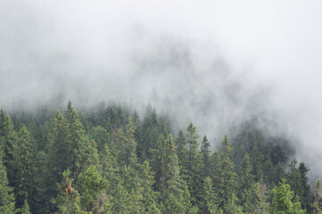 Wall Mural - fir forest in fog in the carpathian mountains, summer landscape