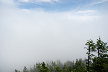 Wall Mural - fir forest in fog in the carpathian mountains, summer landscape