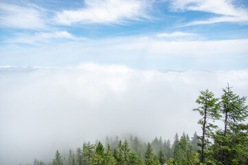 Wall Mural - fir forest in fog in the carpathian mountains, summer landscape