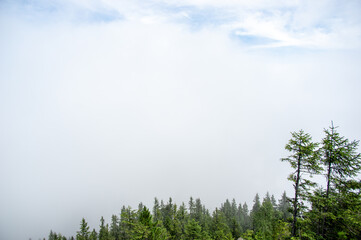 Wall Mural - fir forest in fog in the carpathian mountains, summer landscape