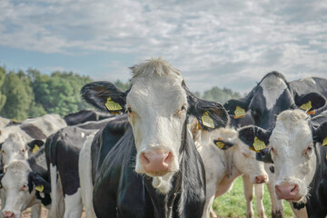 Wall Mural - cows in a field