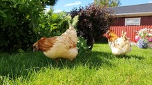 Hens Grazing On The Long Green Grass Close To Flowers And Bushes, Sunny Day. Very Active Red Brown And Black Hens Are Free Outside In House Garden, Low Angle Video.