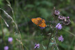 Closeup shot of a Silver-washed fritillary perched on a flower on a blurred background