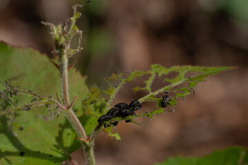 Closeup of blackfly aphids eating green leaves of a plant