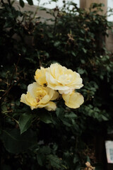 Poster - Selective closeup of yellow roses in a garden