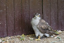 A Tame Forest Hawk By A Wooden Fence On The Ground.