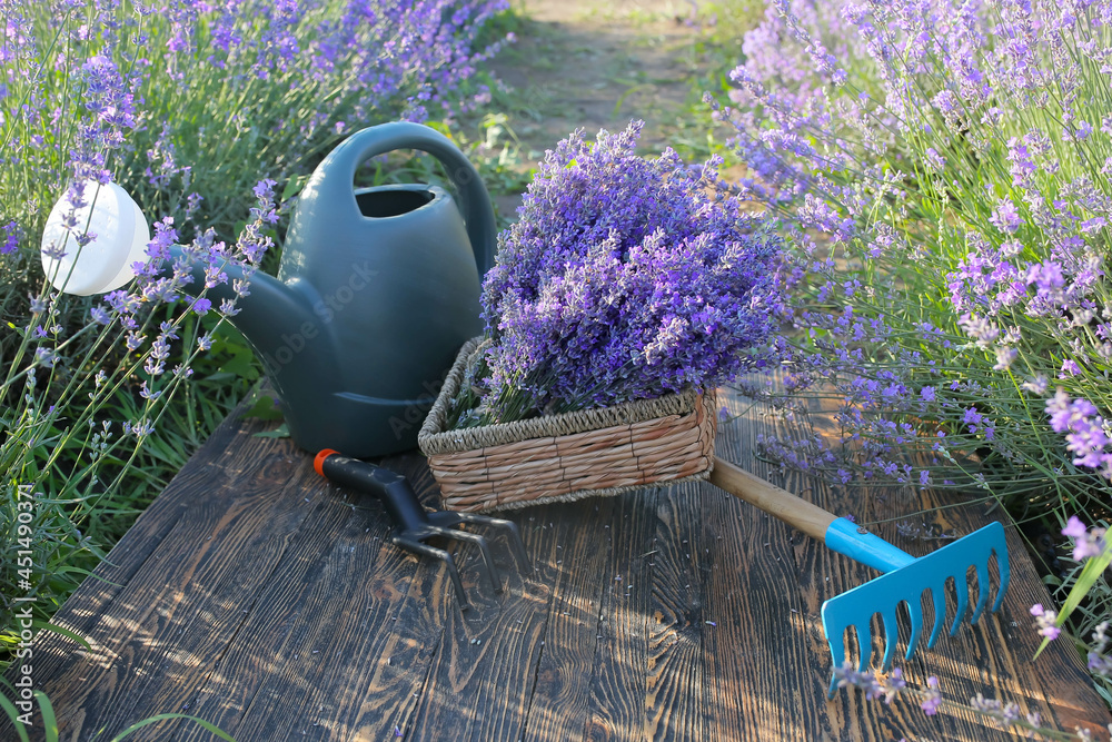 Box with lavender flowers and gardening tools in field