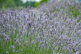 Fototapeta Lawenda - A closeup of a Lavender patch.
