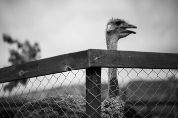 Sticker - Grayscale shot of an Asiatic ostrich behind a wooden fence