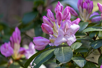 Wall Mural - a bright pink rhododendron blooming in spring