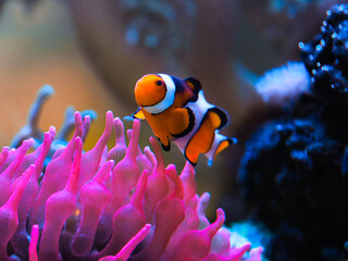 Poster - Closeup shot of an Anemonefish swimming underwater