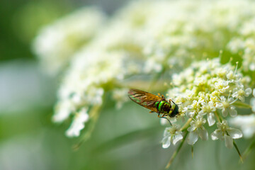 Sticker - Closeup shot of a Green bottle fly perched on a white flower