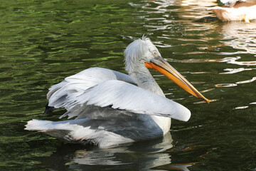 Big white bird with along beak swimming in the lake