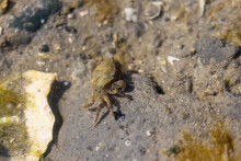 Little Brown Crab Beneath Shallow Water At A Beach