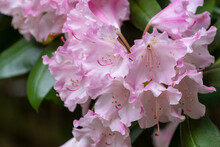 Light Pink And White Rhododendron Flowers In Full Bloom