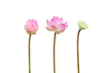 Pink Lotus Flower Isolated On White Background , Clipping Path For Design Usage Purpose
