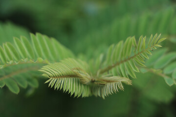 Sticker - Closeup shot of a plant in a nature