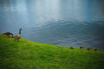 Canvas Print - Closeup of a Canada goose in greenery near the la