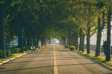 Beautiful trees on two sides of a street captured in a park in Asan, South Korea