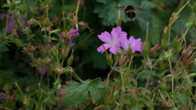 Cute Chubby Bumblebee Hovering Over Gentle Violet Geranium Flowers In A Bright Forest
