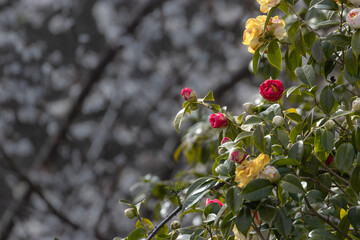 Wall Mural - red and yellow roses with white blossoming tres in the background