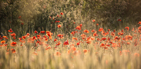 Wall Mural - dramatic view of red poppies and reed grass in the field - great for wallpaper