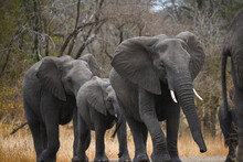 A Herd Of African Elephants (Loxodonta Africana) Crossing A Gravel Road On The Woodlands Of Central Kruger National Park, South Africa