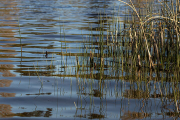 Wall Mural - tall grass and reeds growing out of the water