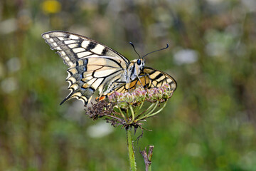 Canvas Print - Schwalbenschwanz // Yellow swallowtail (Papilio machaon)