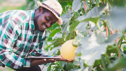 African Farmer is documenting data the yield and growth of melons in organic farms with tablet.Agriculture or cultivation concept