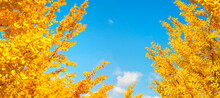 Panoramic Background Of Ginkgo Trees On A Sunny Autumn Day