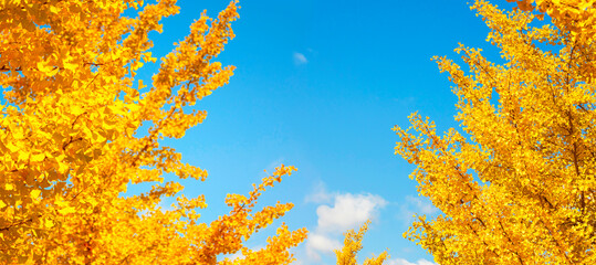 Panoramic background of ginkgo trees on a sunny autumn day