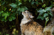 The cat sniffs at the smells. Colorful fluffy cat with foliage of shrubs