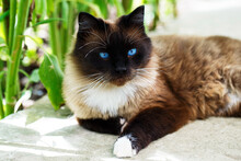 The Siamese Burmese Two-tone Fluffy Cat Rests In The Cool Shade. A Charming Blue-eyed Beautiful Pet