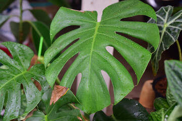 Sticker - Green leaf of plants in nature.