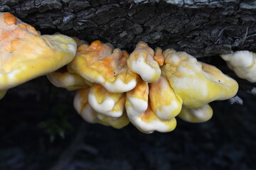 Wall Mural - Laetiporus sulphureus, or chicken of the woods, a mushroom in the woods. laetiporus or chicken of the woods growing on a tree, fungi, fungus, mushrooms. 