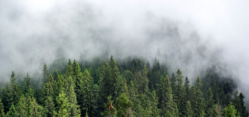 Wall Mural - fog over the forest of the carpathian mountains in summer