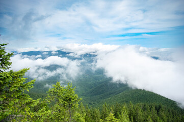 Wall Mural - forest in the fog on a summer morning in the mountains