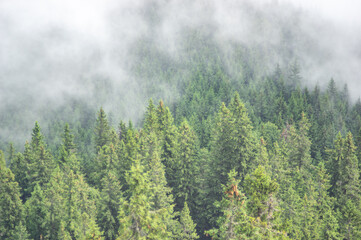 Wall Mural - forest in the fog on a summer morning in the mountains
