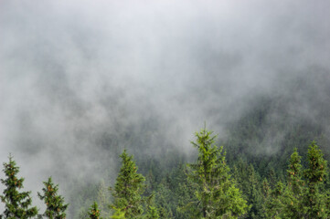 Wall Mural - forest in the fog on a summer morning in the mountains