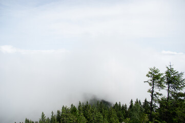Wall Mural - fog over the forest of the carpathian mountains in summer