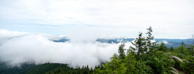 Wall Mural - fog over the forest of the carpathian mountains in summer