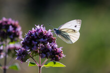 Close Up Of Butterfly On Purple Flower
