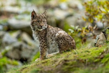 Lynx in green forest with tree trunk. Wildlife scene from nature. Playing Eurasian lynx, animal behaviour in habitat. Wild cat from Germany. Wild Bobcat between the trees