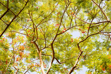 Scene Scenery of trees in a forest with beautiful branches naturally.