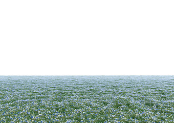 Wall Mural - Realistic empty flower field isolated on white background. Horizontal clean panorama. Bright 3d illustration.