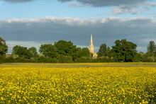 A Meadow Full Of Yellow Buttercups On A Spring Evening. With A Church Spire In The Distance. Upton Upon Severn, UK.