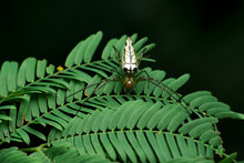 Ornamental Garden Orb Weaver Spider, Lecauge Species Dorsal, Satara, Maharashtra, India