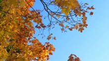 Maple Trees With Autumn Branches And Leaves On Blue Sky Background At Fall Park. Nobody